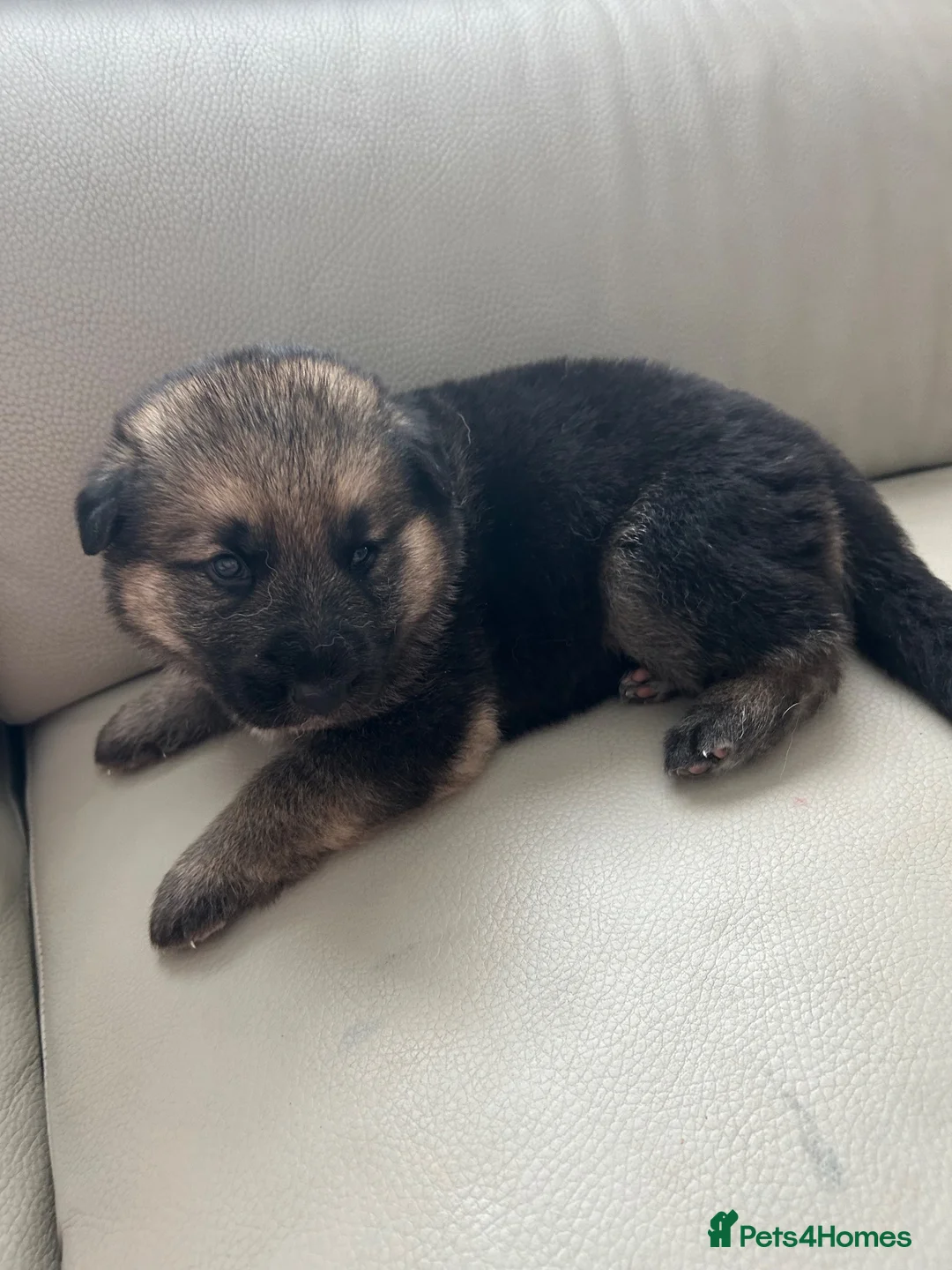 German Shepherd dogs for sale: German shepherd puppies  in Cardiff - Advert 9