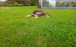 Mixed Breed dogs for sale: 3 female pups Border collie × Kelpie  - Image 7