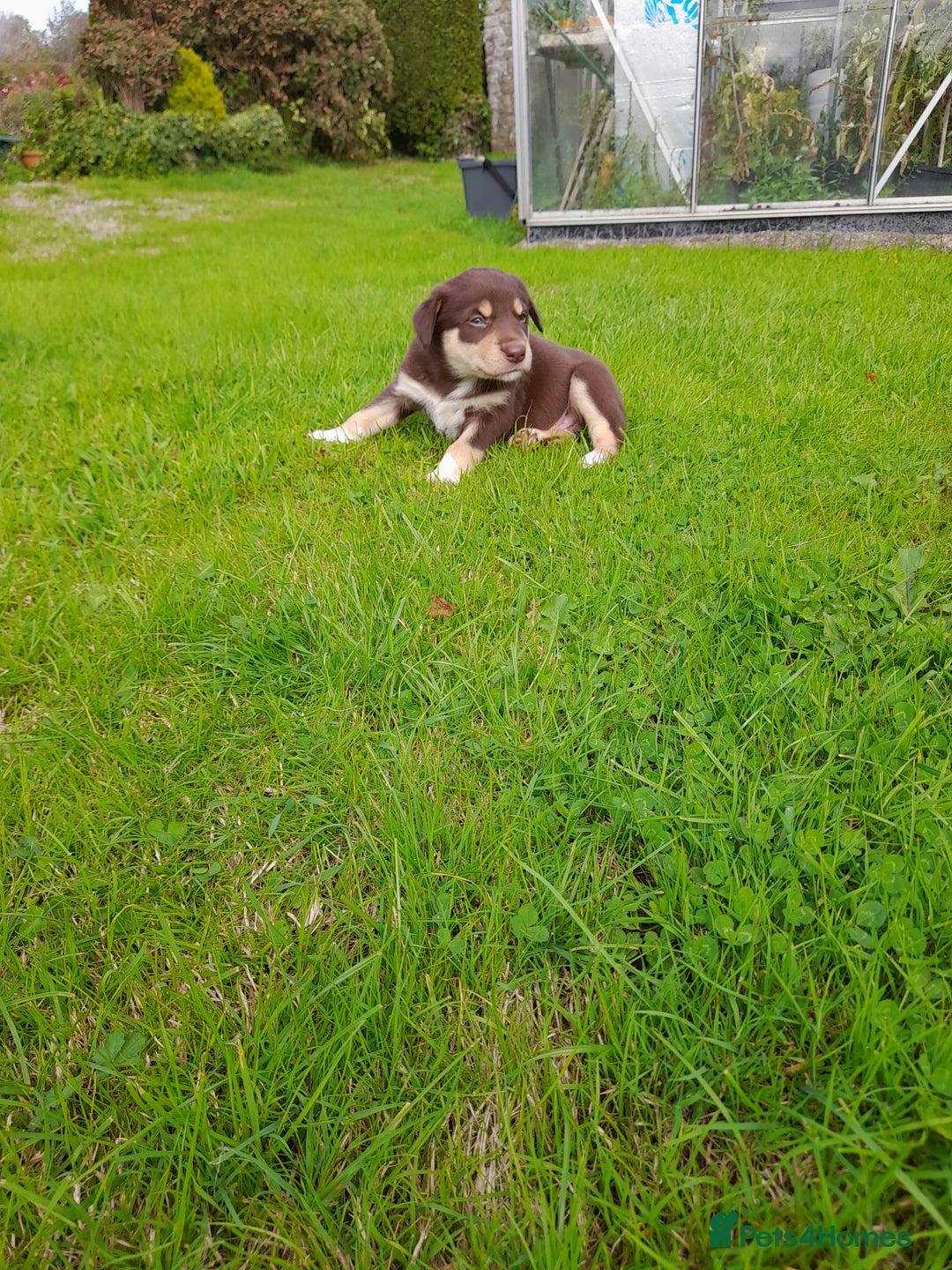 Mixed Breed dogs for sale: 3 female pups Border collie × Kelpie  - Image 7