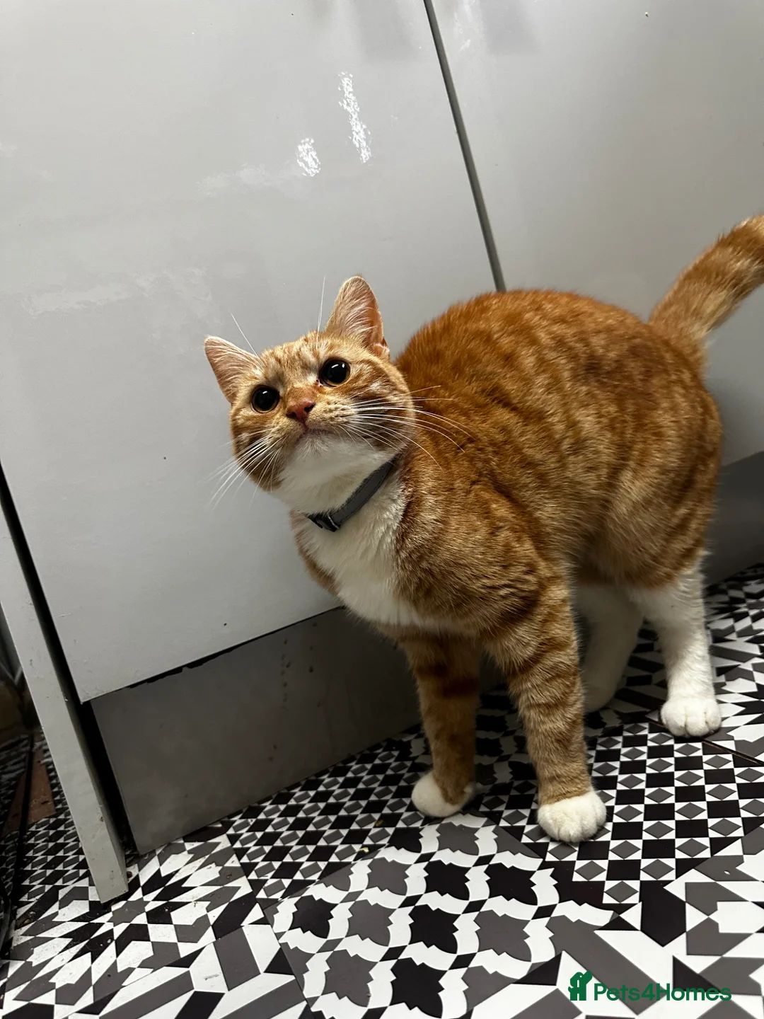 Mixed Breed cats for sale: 2 Adorable Sisters  - Advert 2