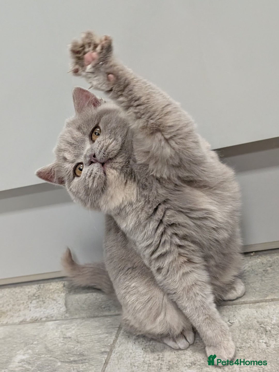 British Shorthair cats for sale: Gorgeous British shorthair kittens  - Advert 2