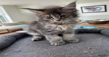 Maine Coon cats in Great Missenden - Advert 4