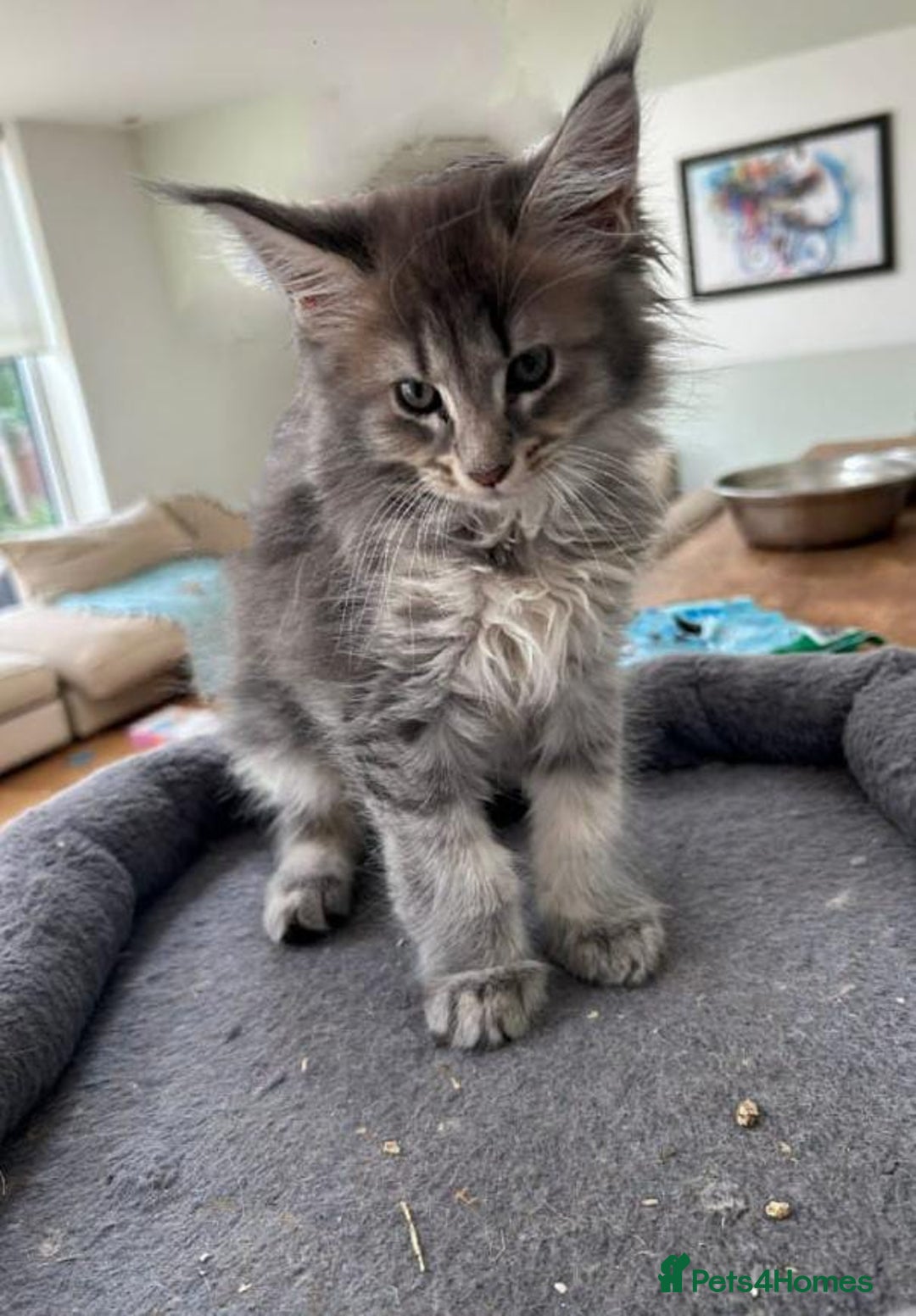 Maine Coon cats for sale: Maine Coon Kitten 3 - Fully health tested and Tica registered  - Image 3
