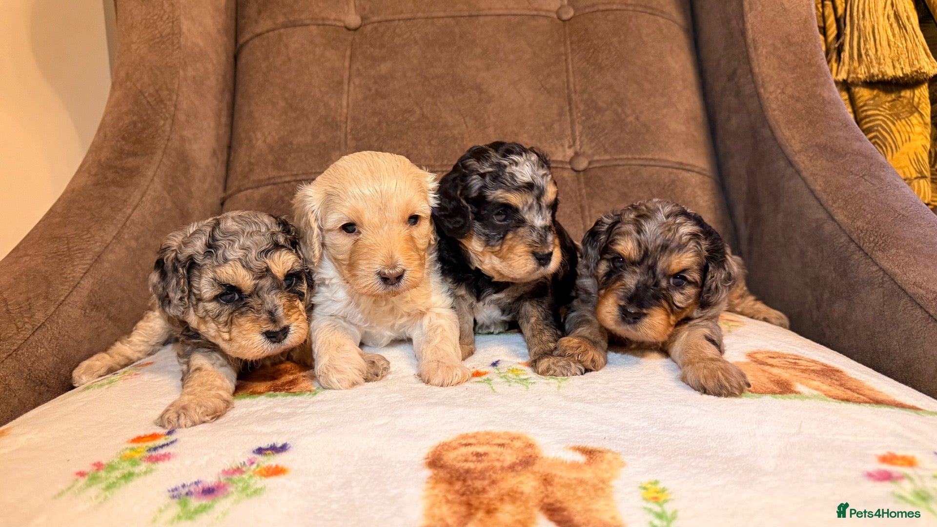 Mixed Breed dogs Merle Toy Cavapoochon’s ❤️🐾 - Advert 1