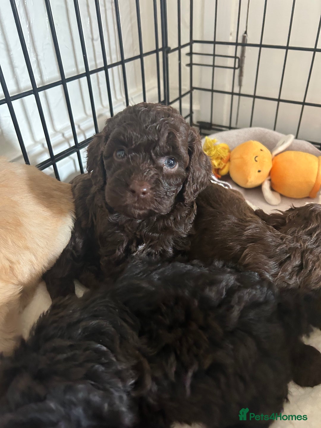 Cockapoo dogs for sale:  Cockapoo puppies  - Image 30