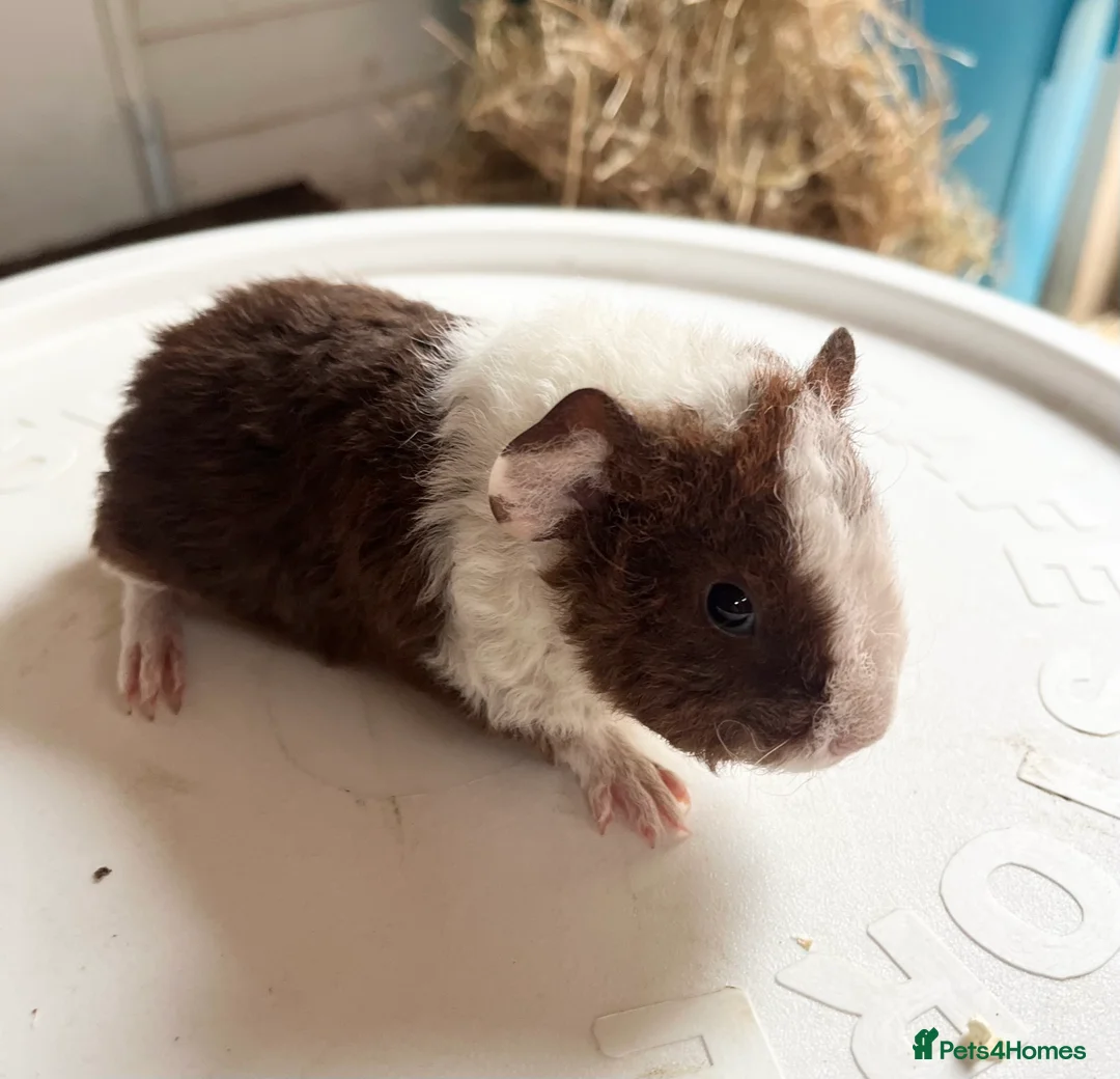Guinea Pig rodents for sale: Peruvian and Teddy Boys  - Advert 2