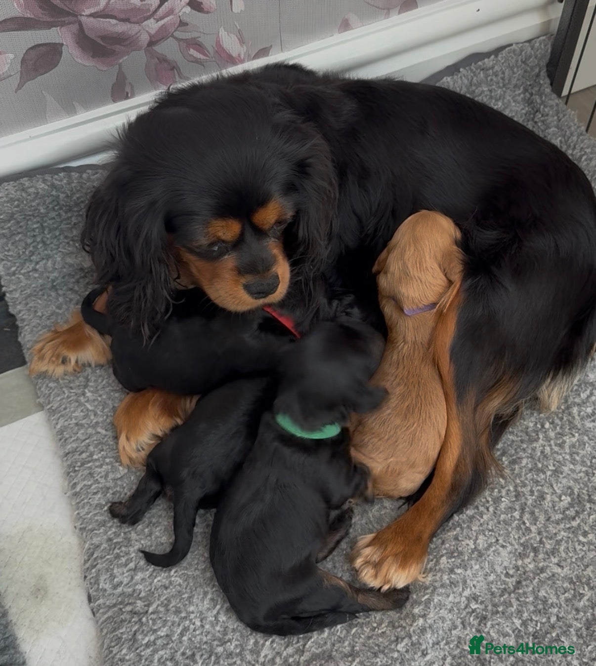 Cavapoo dogs Licensed Breeder F1 Cavapoos 🐶🥰 - Advert 1