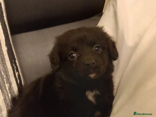 Mixed Breed dogs Pomeranian x Dachshund = Dixiepoms - Advert 2