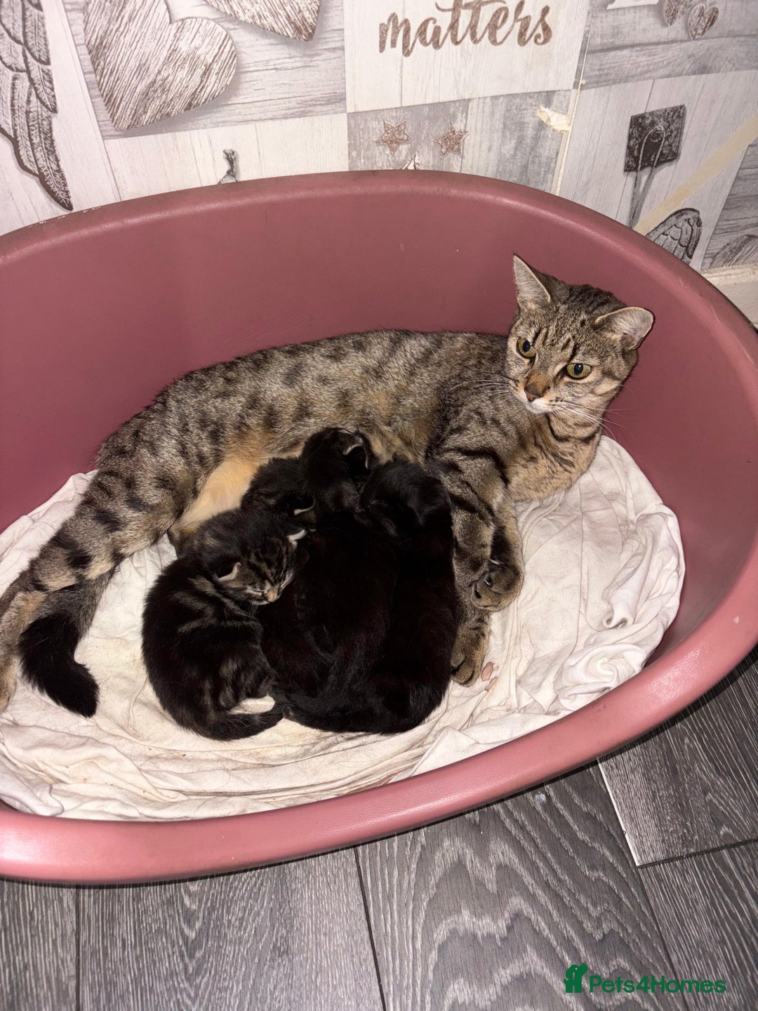 Mixed Breed cats for sale: 2 male 2 female beautiful kittens - Image 21