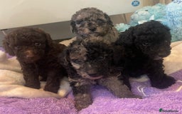 Miniature Poodle dogs for sale: POODLE 🐩 QUALITY MINIATURE PUPPIES 🐶  - Image 5