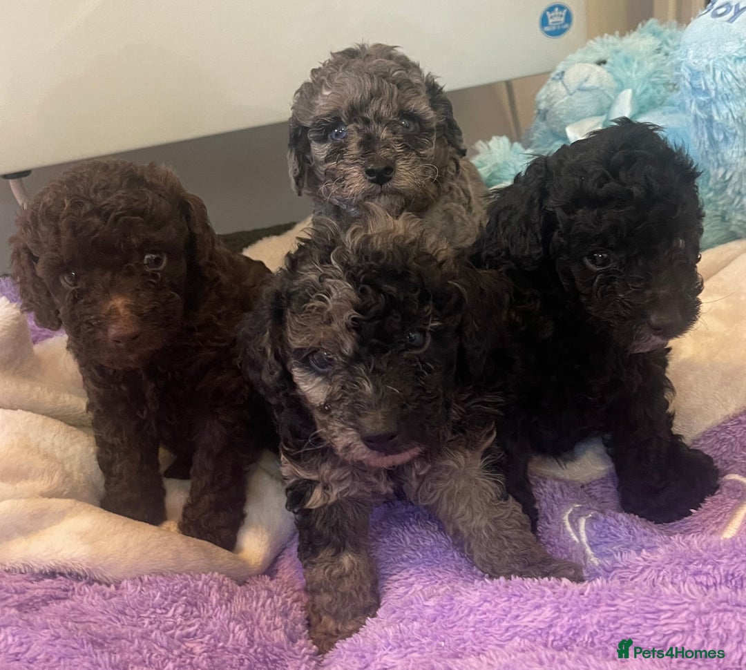 Miniature Poodle dogs for sale: POODLE 🐩 QUALITY MINIATURE PUPPIES 🐶  - Image 5
