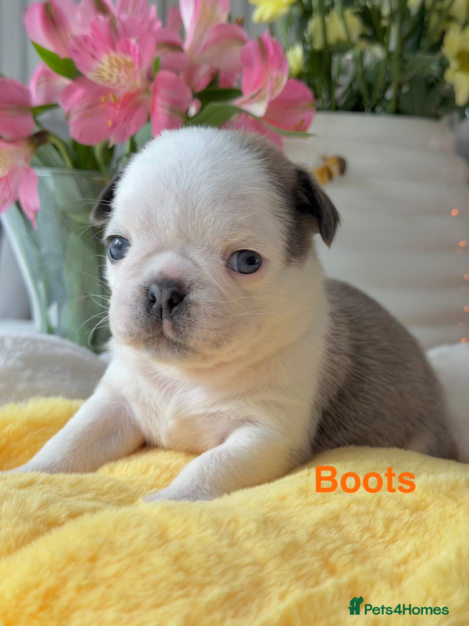 Pug dogs Kc registered Pugs - Advert 2
