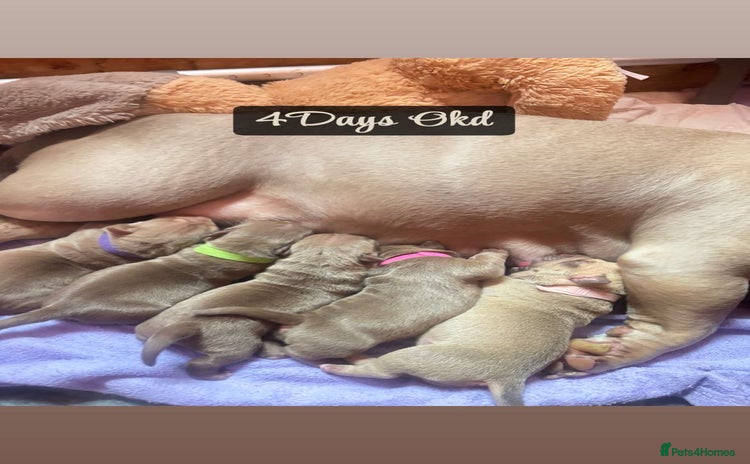 American Bully dogs - Advert 2