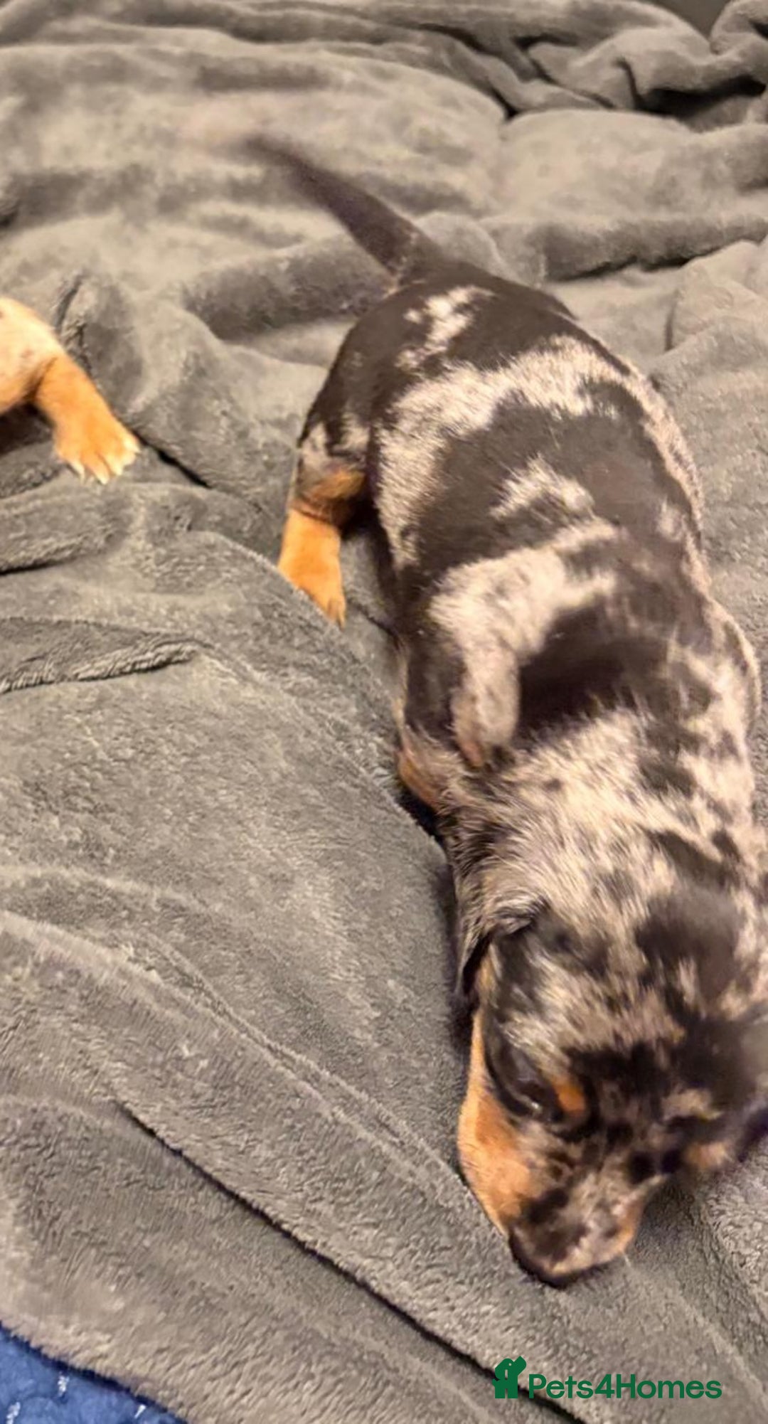 Miniature Dachshund dogs for sale: Miniature Dachshund smooth & dapple wire haired  - Advert 7