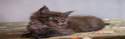 Maine Coon cats for sale: Gorgeous TICA-Registered Maine Coon Kittens! - Advert 23