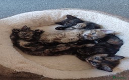 Domestic Shorthair cats for sale: Stunning kittens for sale - Image 11