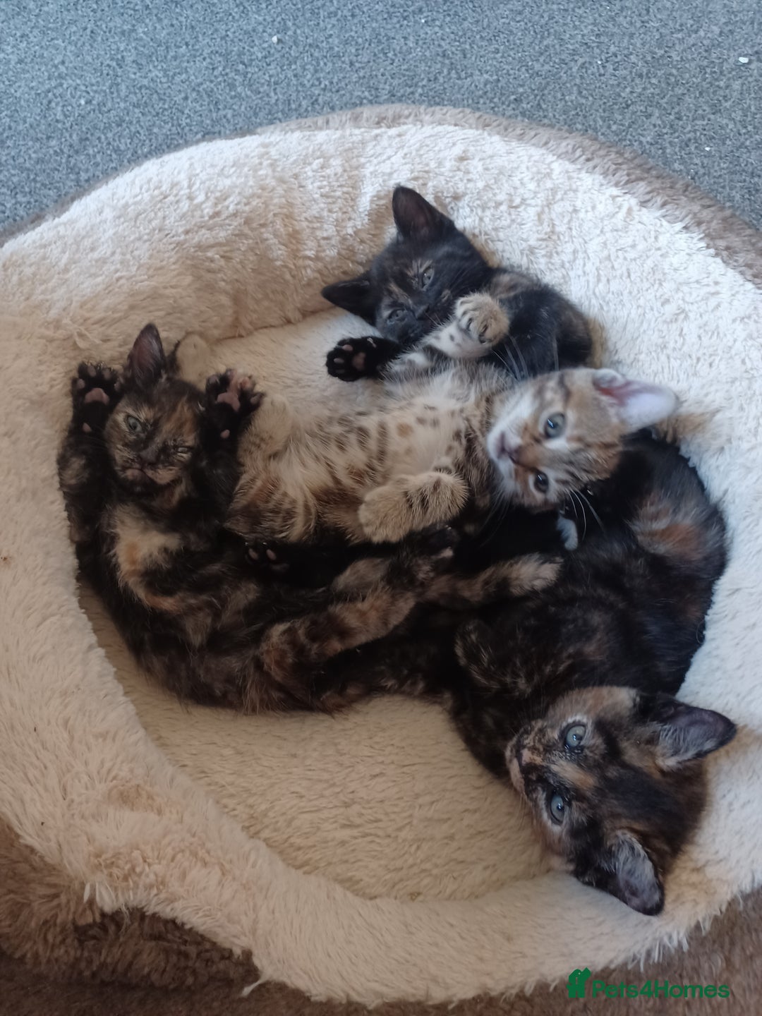 Domestic Shorthair cats for sale: Stunning kittens for sale - Image 11