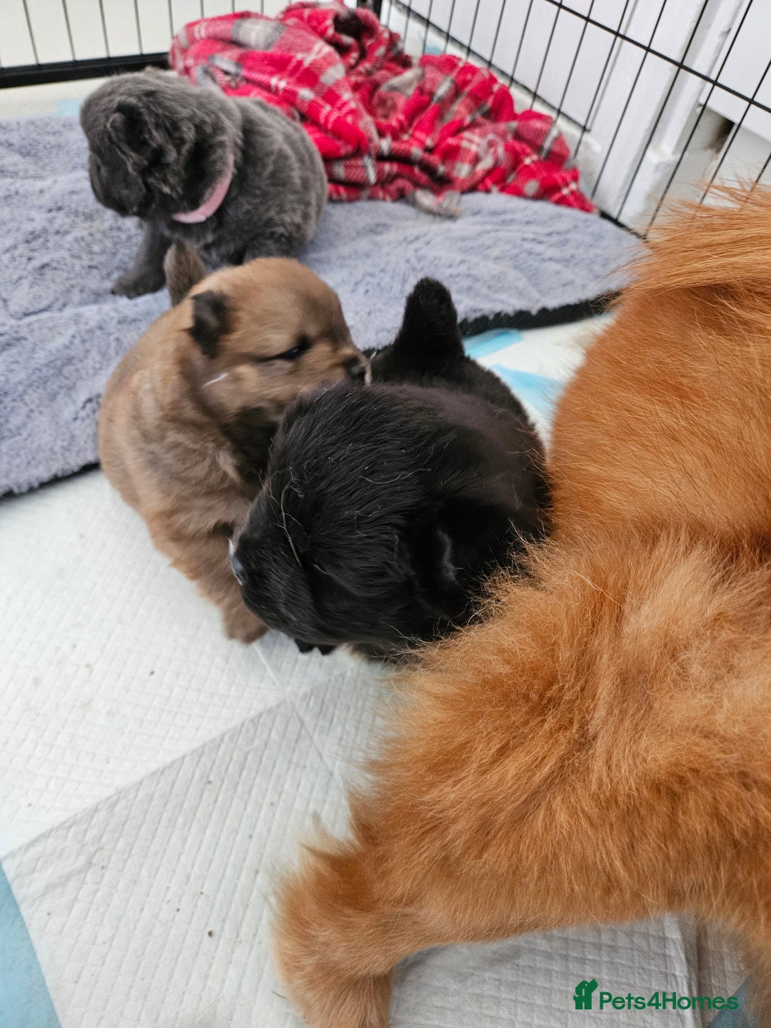 Chow Chow dogs for sale: Chow chow puppies - Advert 4