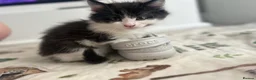 Maine Coon cats for sale: Mainecoon Kittens  - Advert 2