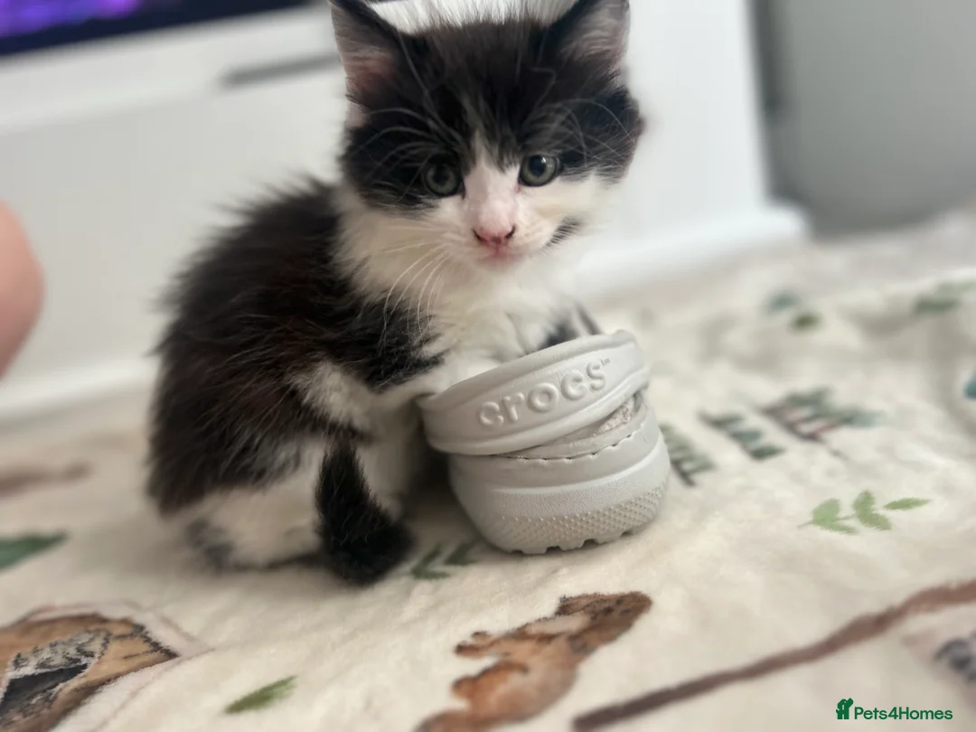 Maine Coon cats for sale: Mainecoon Kittens  - Advert 2