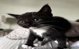 Maine Coon cats for sale: Main coon cross kittens  - Image 4