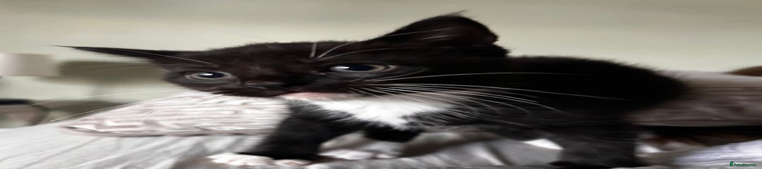 Maine Coon Kitten 3