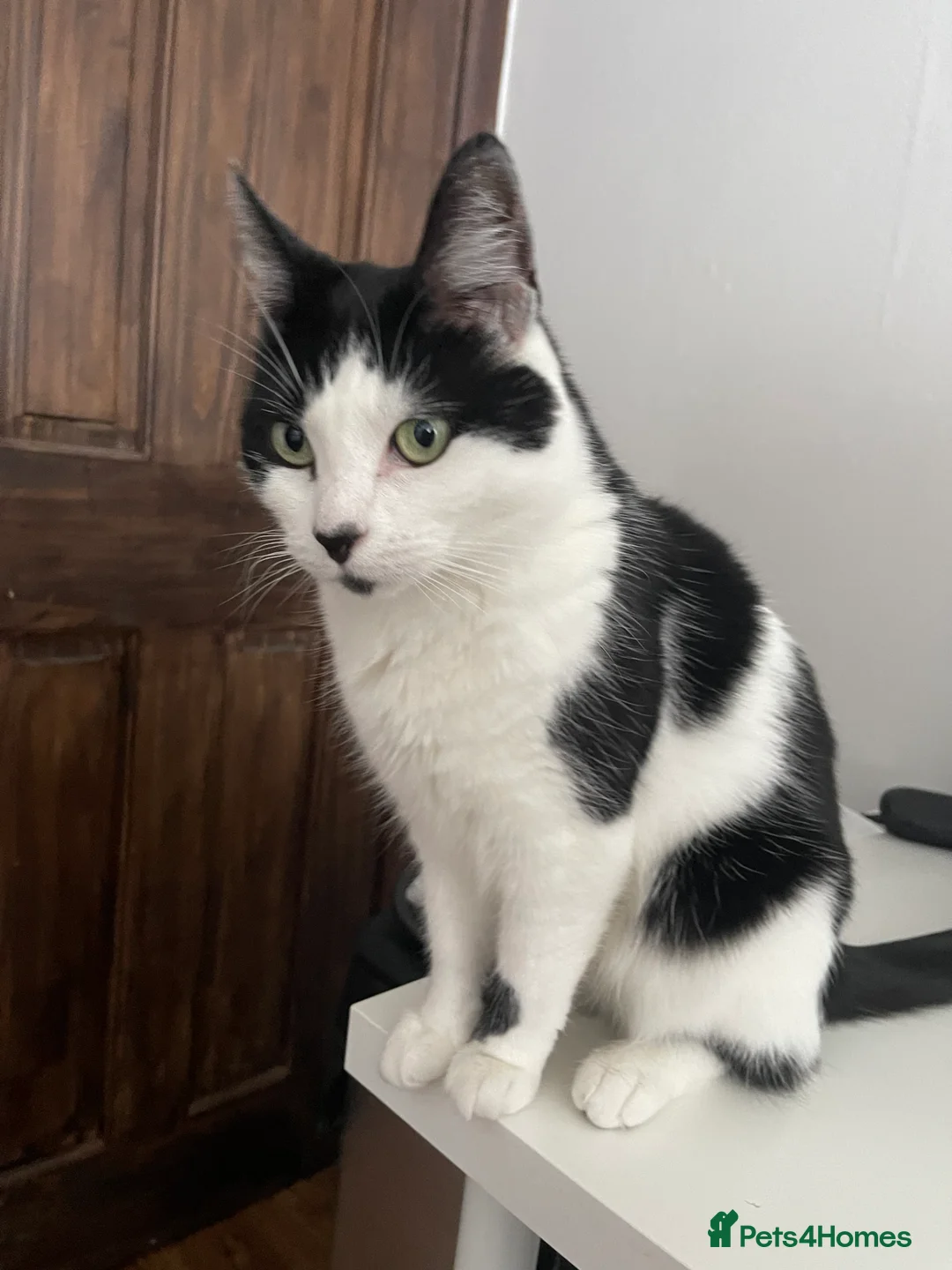 Mixed Breed cats for sale: 9 year old cat looking for a quiet home - Advert 1