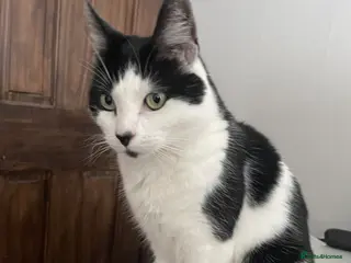 Mixed Breed cats 9 year old cat looking for a quiet home - Advert 1