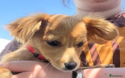 Mixed Breed dogs for adoption: Little (Tiny) Lady - Image 11