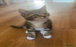 British Longhair cats for sale: 4 Beautiful tabby kittens - Image 23