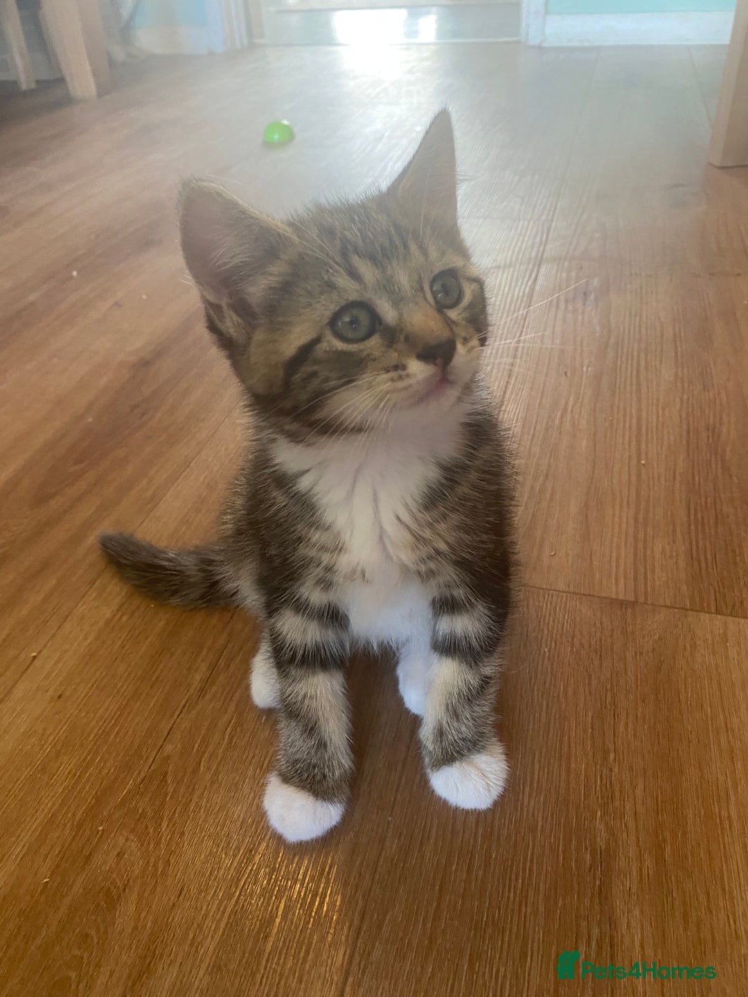 British Longhair cats for sale: 4 Beautiful tabby kittens - Image 23