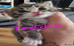 Ragcoon cats for sale: Ragcoon kittens 😸 😍  - Image 4