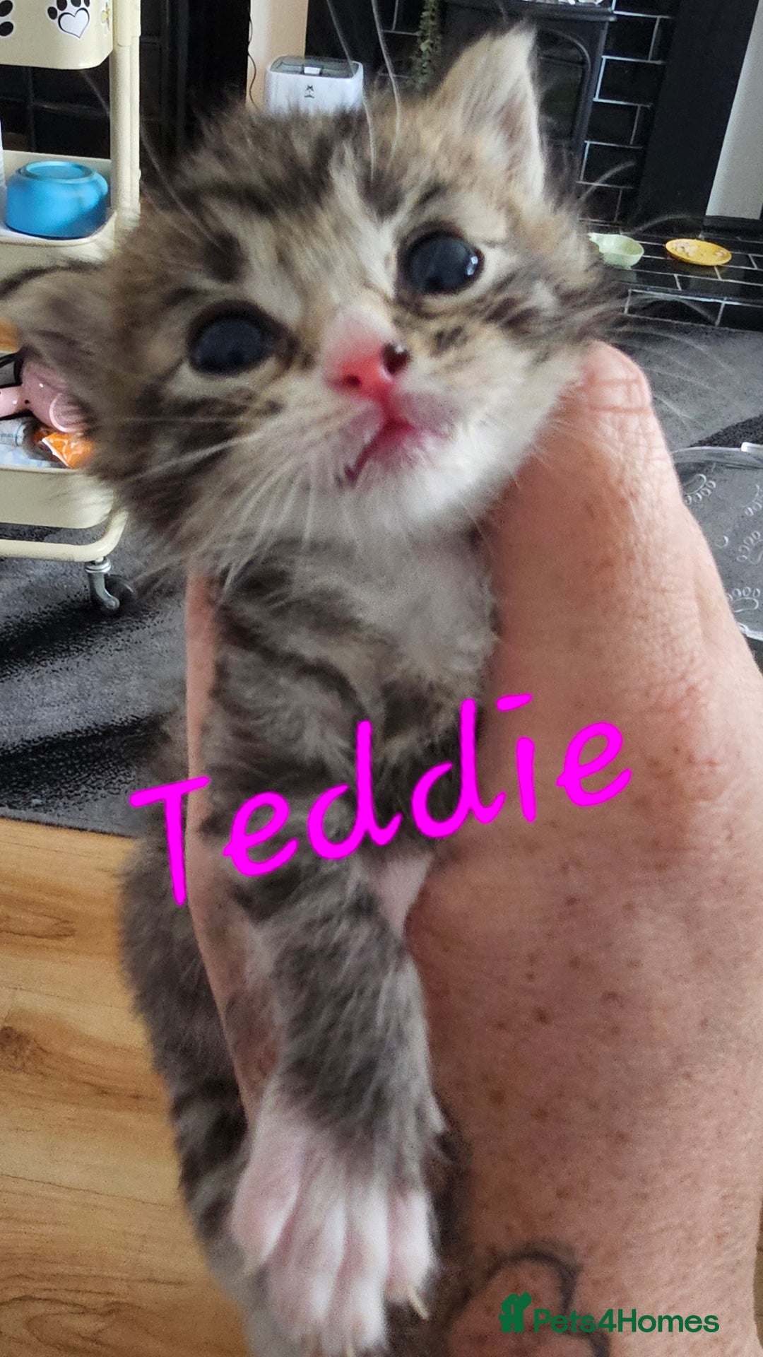 Ragcoon cats for sale: Ragcoon kittens 😸 😍  - Image 4