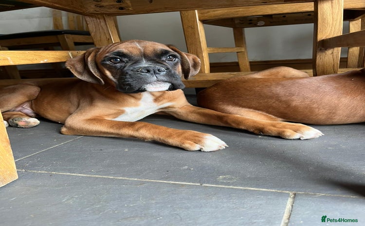 Boxer dogs - Advert 1