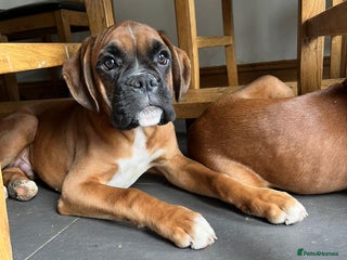 Boxer dogs - Advert 3