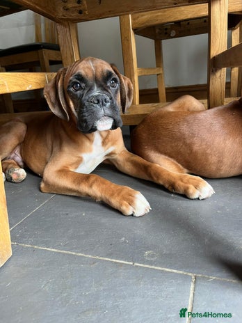 Boxer dogs - Advert 14