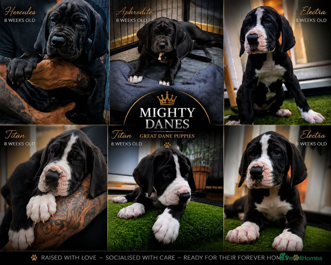 Great Dane dogs Chunky Great Dane puppies  - Advert 3