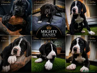 Great Dane dogs Chunky Great Dane puppies - Advert 3