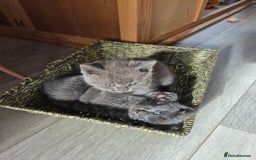 British Shorthair cats for sale: Last British shorthair kitten available! - Image 10
