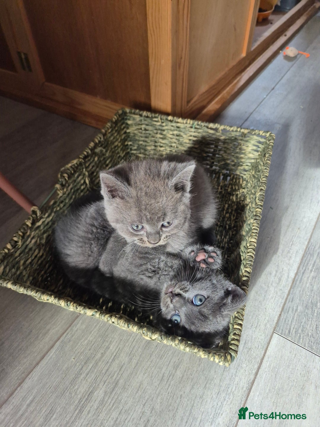 British Shorthair cats for sale: Last British shorthair kitten available! - Image 10