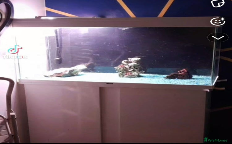 Platies fish - Advert 1