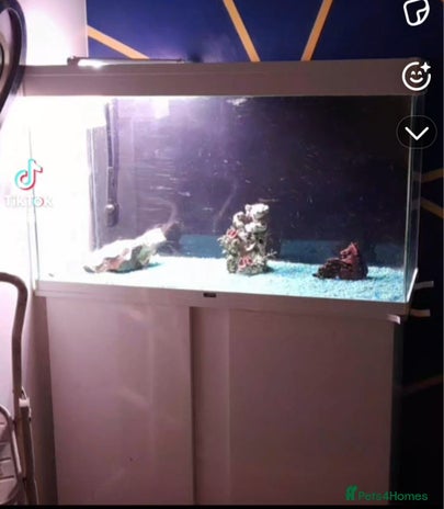 Platies fish - Advert 2
