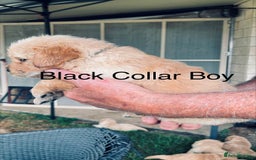 Golden Retriever dogs for sale: Golden Retriever Pups - Image 2