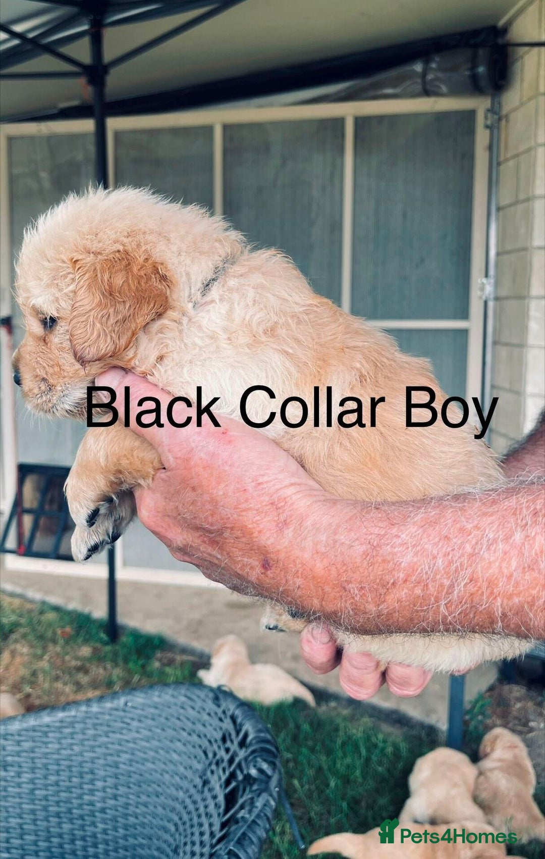 Golden Retriever dogs for sale: Golden Retriever Pups - Image 2