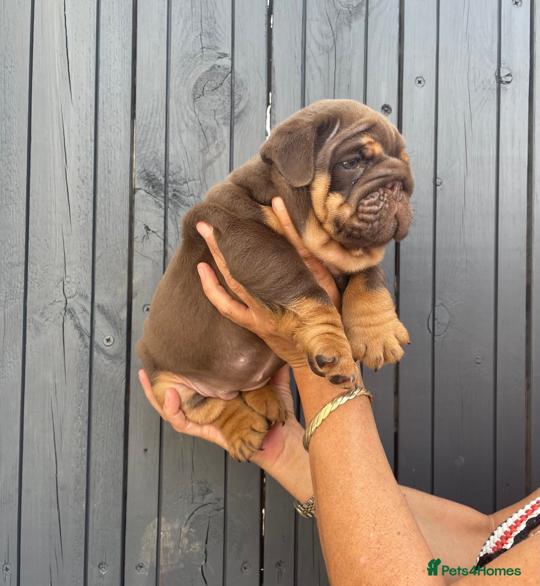 English Bulldog dogs for sale: Quality English bulldogs  - Image 7