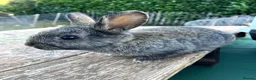 Mixed Breed rabbits for sale: Choice of eight mixed-breed rabbits in Newton Abbot - Advert 8