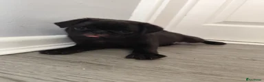 Pug 1