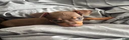 Miniature Pinscher dogs for sale: Beautiful 5generation pedigree min pin pupp - Advert 22
