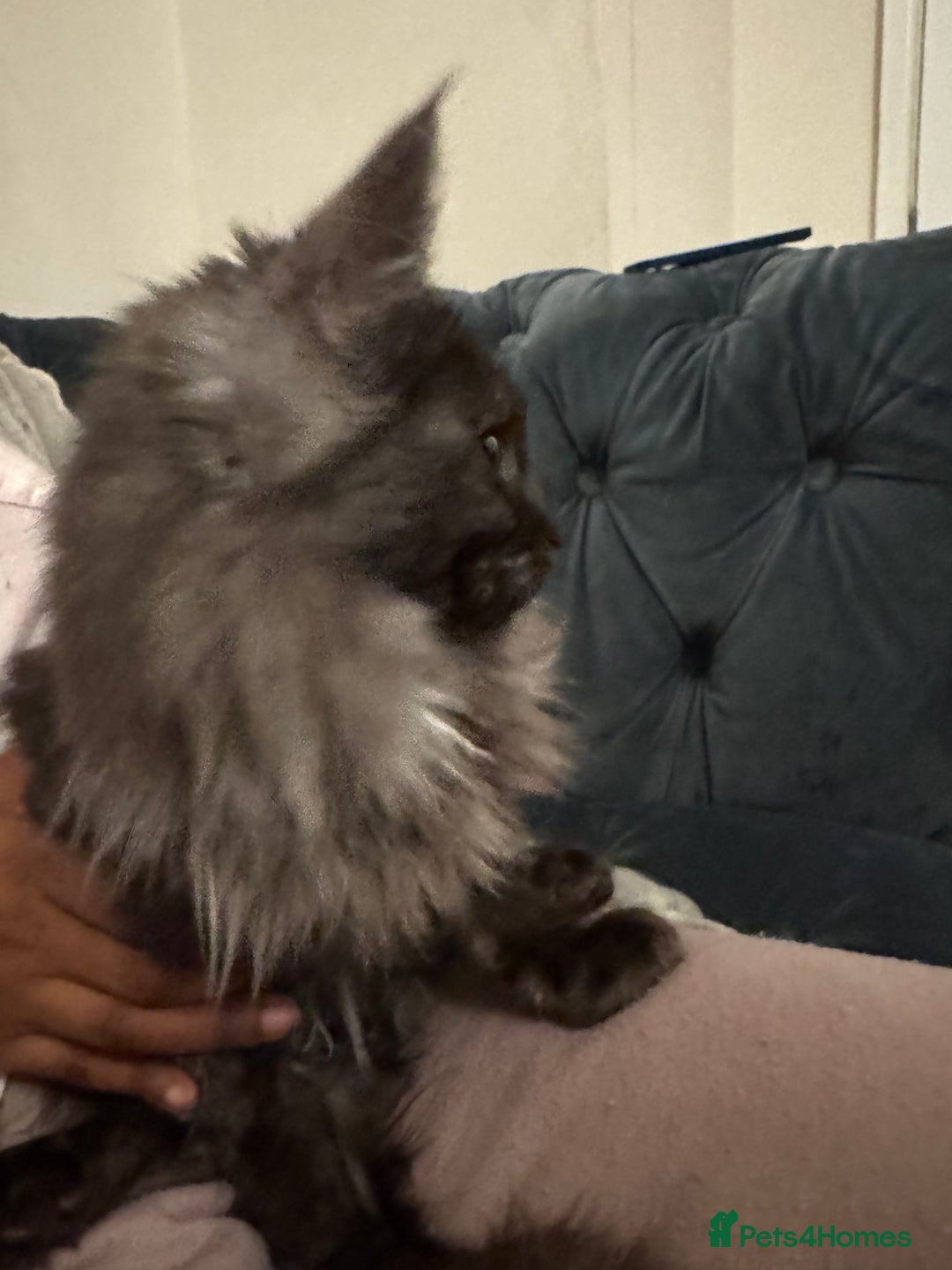 Maine Coon cats for sale: Maincoon boys - Image 10