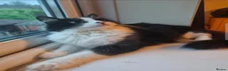 Mixed Breed cats for sale: Loving home required  in Kenilworth - Advert 2